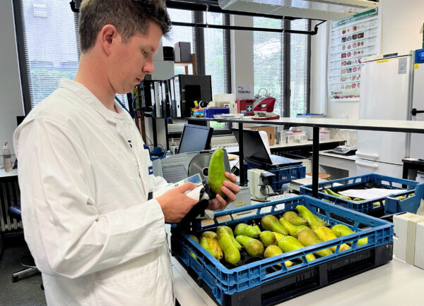 Belgian climate scientists grow the pears of the future