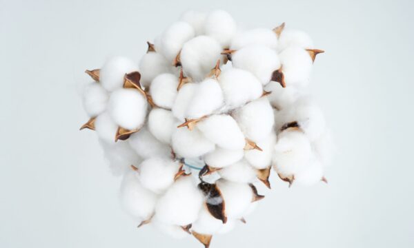 world cotton day