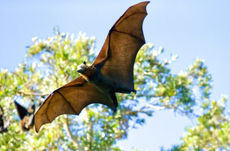 Could bats help humans finally make It to Mars?